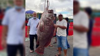 Penampakan Nelayan Malaysia Tangkap Ikan Kerapu Raksasa