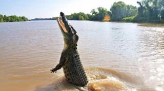 Penampakan Buaya Lapar Tiba-tiba Muncul di Sungai Natuna