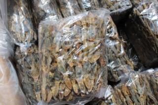 Berharga Tinggi di China, Cicak Kini Jadi Hewan Paling Diburu