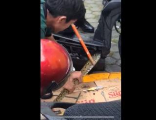 Ular Sanca Bersarang di Motor Gegerkan Warga Karimun