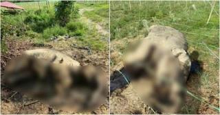 Dua Gajah Mati Diracun, Kelompok Pecinta Binatang di Malaysia Meradang 