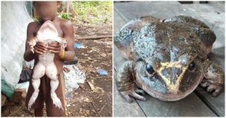 Niat Berburu Babi, Pria Ini Malah Temukan Katak Segede Bayi Manusia