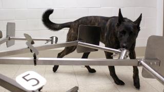 Anjing di Thailand Dilatih Deteksi Virus Corona, Begini Cara Kerjanya