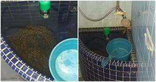 Piton Berendam di Bak Mandi Bikin Panik Keluarga di Thailand