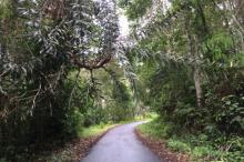 Akses Jalan Menuju Wisata Air Panas Singkep Menyempit