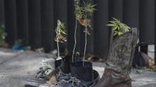 PBB Restui Ganja, Dihapus dari Obat Berbahaya