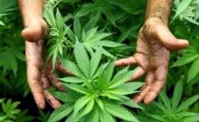 Studi: Ganja Dapat Bahayakan Jantung, Paru hingga Pembuluh Darah