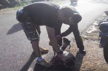 Pemilik Cuek, Satpol PP Tangkap Hewan Ternak Berkeliaran di Lingga