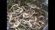 Karantina Gagalkan Penyelundupan Kuda Laut Kering, Diduga Untuk Obat Kuat di Mesir 