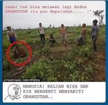 Terkepung Pemburu, Dua Orangutan Berpelukan. Ribuan Orang Menangis