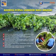 INFOGRAFIS: Bahaya Eceng Gondok Bagi Waduk