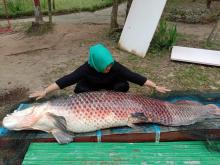 Mitos Ikan Arapaima Hutan Matakucing dan Kejadian Besar di Batam
