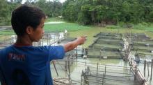 Ribuan Ikan Lele Hanyut Sudah Siap Jual, Pemilik Kerambah Rugi Ratusan Juta