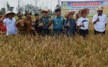 Gagal Melulu Bertanam Padi, Petani Lingga Nyaris Putus Asa