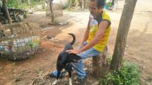 Kisah Anjing di Thailand Selamatkan Bayi yang Dikubur Hidup-hidup
