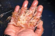 Baby Lobster Smugglers Arrested at Batam Port