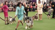 Citra Plaza Nagoya Gelar Dog Festival