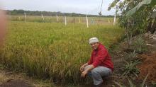 Petani di Bintan Buyu Keluhkan Irigasi Persawahan