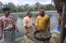 Ratusan Kilogram Udang Vanamei di Lingga Timur Mati