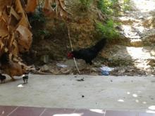 Ayam Betina di Batam Ini Ternyata Bisa Berkokok, Bertaji dan Bertelur, Inikah Ayam Tomboy Itu?