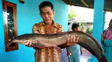 Seekor Lele Raksasa Ditemukan di Banten