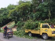 Pohon Tumbang Kagetkan Mekanik Bengkel di Karimun