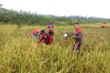 Nizar Ajak Petani Lingga Giat Bersawah