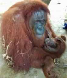 Bintan, Bayi Orangutan Pertama yang Lahir di Safari Lagoi