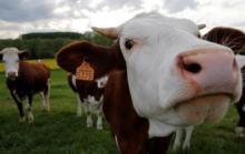 Sapi Australia Terancam Hilang dari Pasaran, Ini Penyebabnya