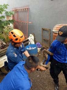 Diduga Belum Makan, Ular Sanca di Sulawesi Kembali Cari Mangsa
