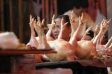 Banyak Ayam Asal Potong, Kemenag Segera Resmikan Rumah Potong Halal