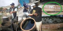 Joroknya Pabrik Kecap di Malaysia, Ada Bangkai Tikus dan Kotoran Burung