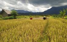 Satu Hektare Sawah Petani Panggak Darat Hasilkan 4,32 Ton, Kades Harap Bisa Lebih