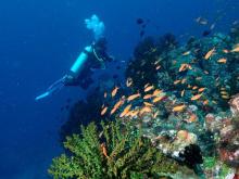 Arief Yahya: Freediving Aceh yang Terbaik