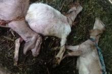 Puluhan Kambing di Kuningan Mati Misterius