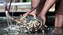 4 Bulan, Edhy Prabowo Loloskan Ekspor Benih Lobster Rp 1 T