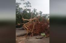 Dahsyatnya Puting Beliung di Bengkong, Akar Pohon sampai Tercerabut