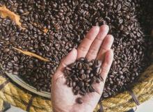 Mengenal 7 Kopi Terbaik di Indonesia