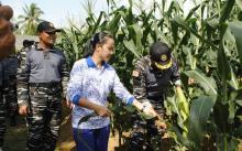 Pangkalan TNI AL Dabo Singkep Panen Jagung
