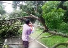 Lihat Pohon Membahayakan di Batam, Segera Hubungi 081296666129