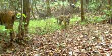 Harimau Muncul, Pendakian Gunung Sibayak di Kabupaten Karo Ditutup