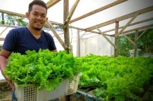 Pemuda di Lingga Raup Omzet Jutaan dari Tanaman Hidroponik 