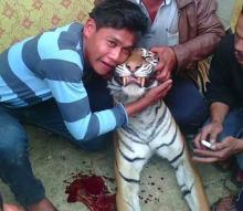 Gorok Harimau Sambil Selfie Menuai Kecaman