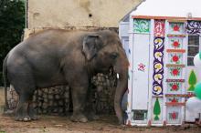 Penyanyi Cher Bebaskan Gajah Kesepian dari Kebun Binatang Pakistan