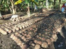 Kelapa Kopyor Cocok Dikembangkan di Lingga