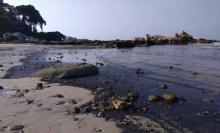 Pantai Lagoi Masih Diserang Limbah Minyak Hitam, Pariwisata Bintan Terancam