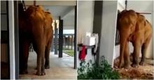 Gajah Liar Satroni Sekolah di Malaysia, Begini Penampakannya