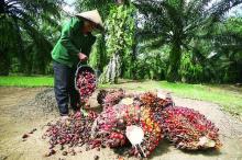 Ini Harga Sawit Terbaru di Sumatera Barat per Kilogram