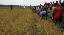 Kades Yakin, Panen Sawah Terbesar di Lingga