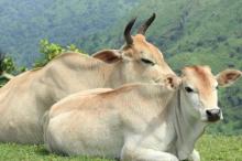 Pemerintah Buka Peluang Impor Daging Sapi Brasil